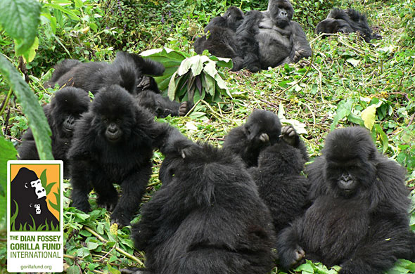 Mountain Gorillas in the Jungle